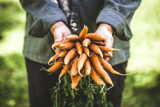 Fresh carrots in hands