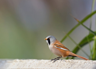 Bearded Reedling (Panurus biarmicus), Greece 