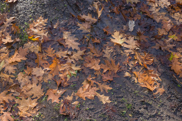 Herbstlaub im Wasser