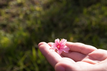 Close up a delicate pink flower on women hand with green nature background; copy space. Pink Wild Himalayan cherry flowers (Thailand's sakura or Prunus cerasoides)