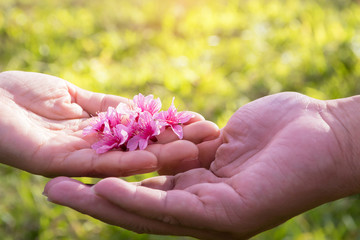 Woman's hand giving delicate pink flowers to a dear man; romantic moment. Pink Wild Himalayan cherry flowers (Thailand's sakura or Prunus cerasoides)