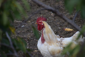 macro shot of white rooster looked through green branches, big white rooster with red cockscomb in the free-wheel area in bavaria
