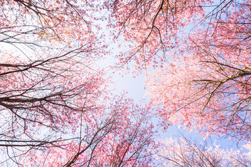 Pink Wild Himalayan cherry flowers on branch with blue sky (Thailand's sakura or Prunus cerasoides), known as Nang Phaya Sua Khrong in Thai at Phu Lom Lo mountain, Loei, Thailand.