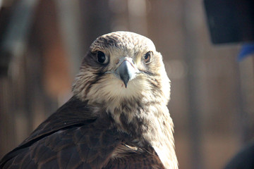 russian falconry