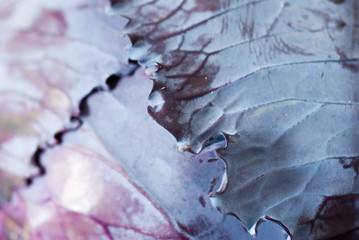 Red cabbage abstract