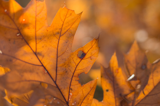Fokussiertes Laub im Herbst