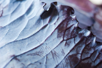 Red cabbage abstract