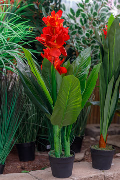 Canna indian