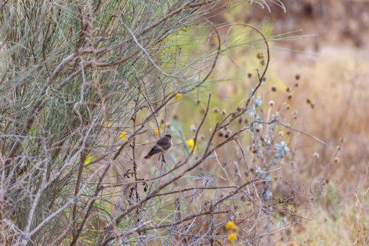 Small bird in a bush