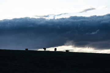 Cows in Green Fields and Hilltop at Sunset