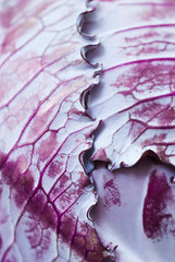 Red cabbage abstract
