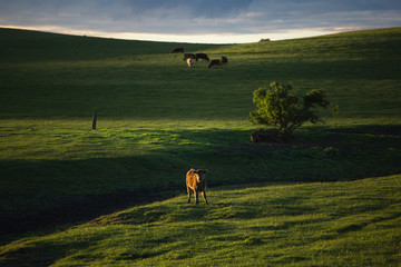 Cows in Green Fields and Hilltop at Sunset