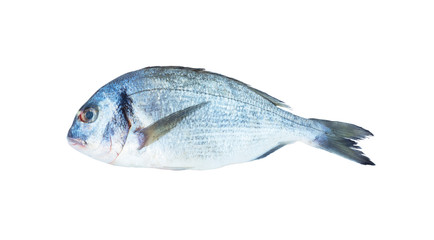 Dorado fish isolated on the white background. Close-up view of raw fresh healthy dorado fish isolated on white. Dorado fish over white background.