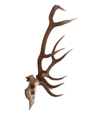 Antlers on the white side view , isolated