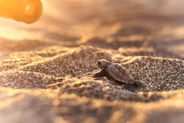Freshly hatched sea turtle on the Çıralı beach