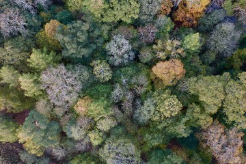 Close up of forest in autumn colours, looking down from above with drone in the Lake District ,UK