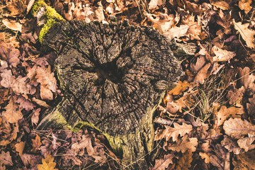 tree