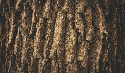 tree texture