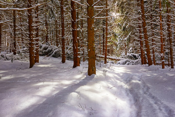 verschneiter Weg im Fichtenwald im Harz