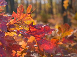 Bunte Blätter im Sonnenschein