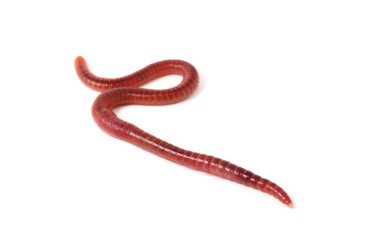 worm on a white background