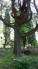 Tree with brown branches upwards