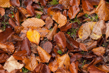 texture of wet autumnal leaves falling on the floor in urban park