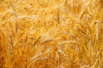 Fields of wheat at the end of summer fully ripe