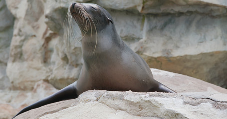 Sea lion lying on the rock