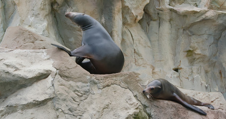 Sea lion lying on the rock