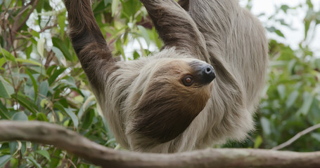 Fototapeta premium Sloth on tree