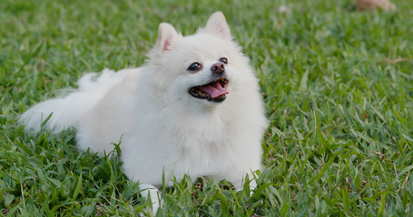 Pomeranian dog at park