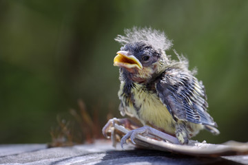 Obraz premium Blue Tit (Cyanistes caeruleus) Fledgling clinging to a piece of bark