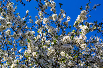 blossoming apple tree