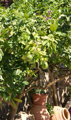 Cyprus. Beautiful summer landscape on Paphos.	
