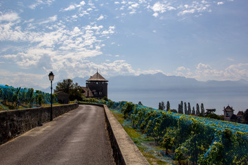 road in wineyard