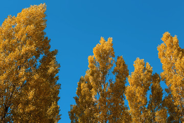 Gold colored poplar (Populus) trees in fall in front of blue sky