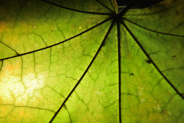 Autumn leaf macro. Leaf veins close up.