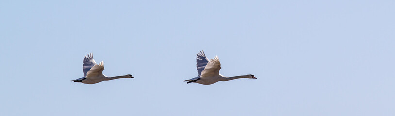 swans in flight