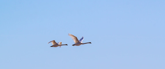 swans in flight