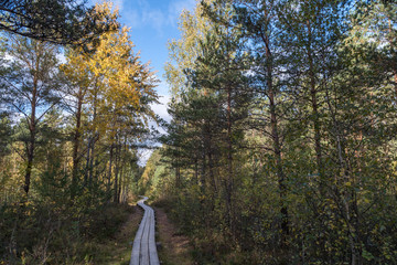 walk in autumn forest