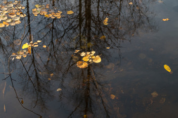 yellow leaves on the water