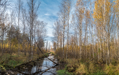 creek in the autumn forest