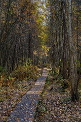 walk in autumn forest