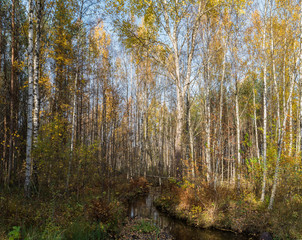 creek in the autumn forest