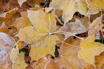 Frost on yellow maple leafs.