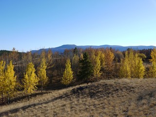 Naklejka premium yellow aspen trees in Whitehorse, Yukon, Canada