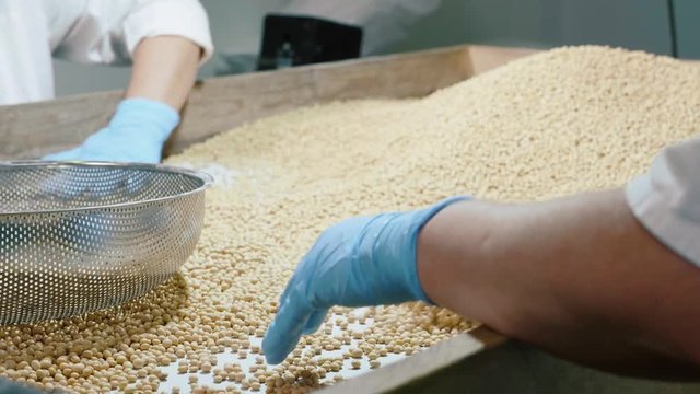 Workers sorting organic raw dry soy beans at soy milk factory
