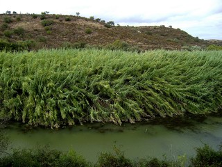 Cañaveral (Arundo donax) en el río Guadiana, Huelva, España.