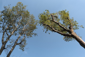 tree and blue sky